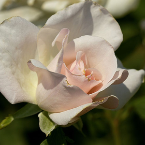 White Queen Elizabeth - white - bed and borders rose - grandiflora - floribunda